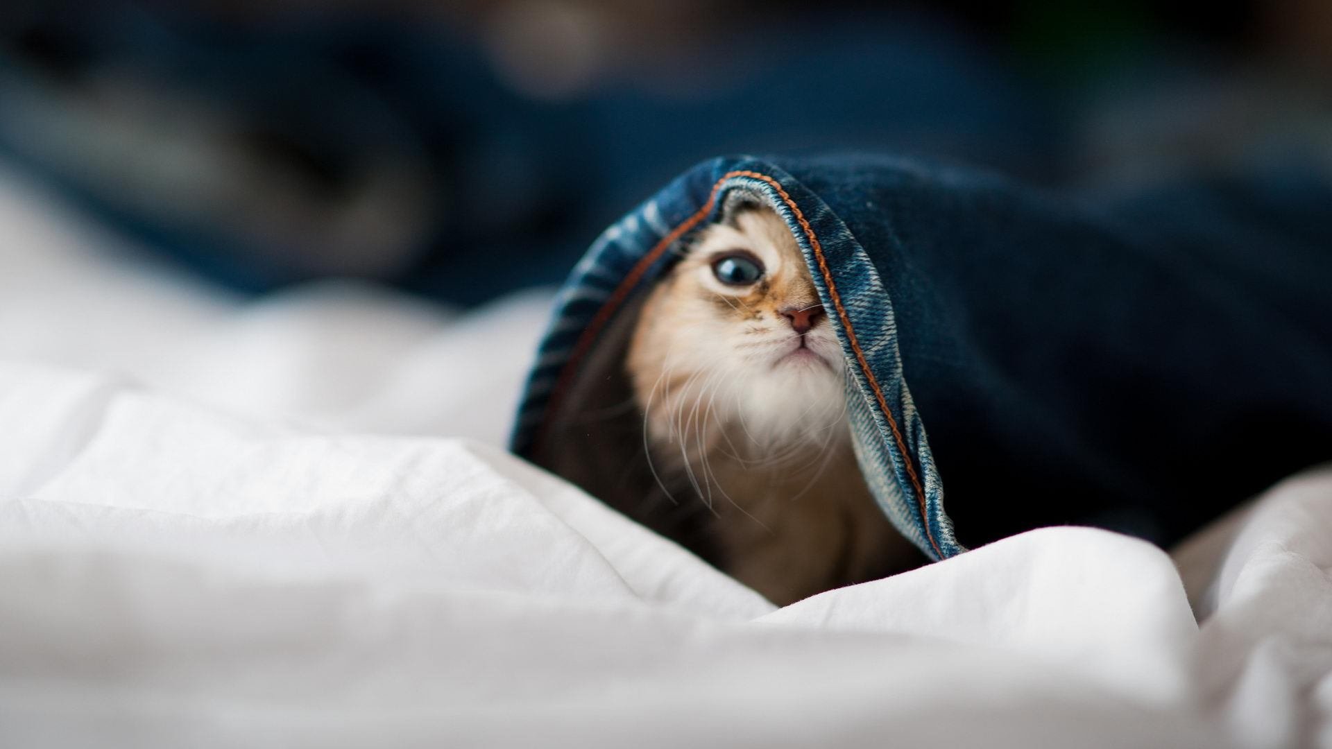 NBA未来布局：数字化转型如何影响联盟？，nba 未来人