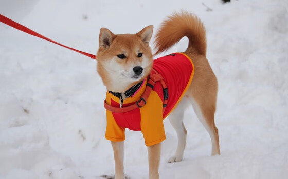 “法甲积分榜变换频繁,争冠格局逐渐明朗”,法甲积分榜规则