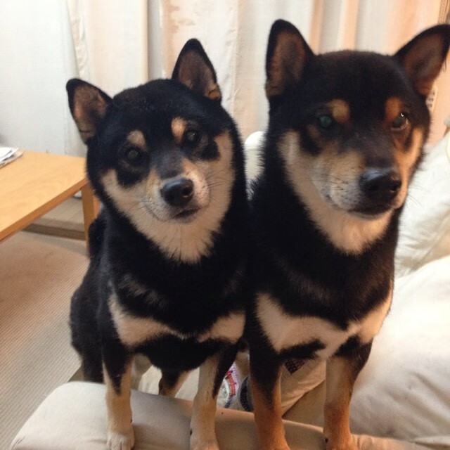 《王者荣耀年度最强战队PK赛,巅峰对决火爆上线》,王者荣耀十大最强战队