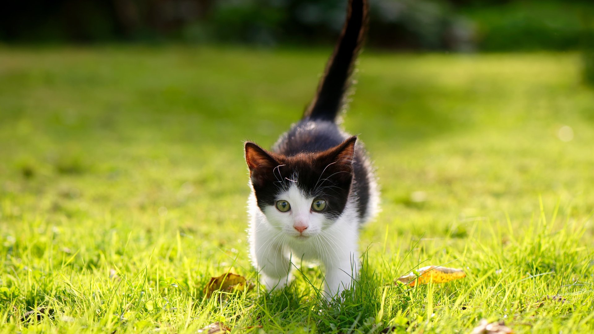 爱游戏娱乐-台球界年度盛事：全球顶尖选手齐聚一堂，世界台球十大世界冠军