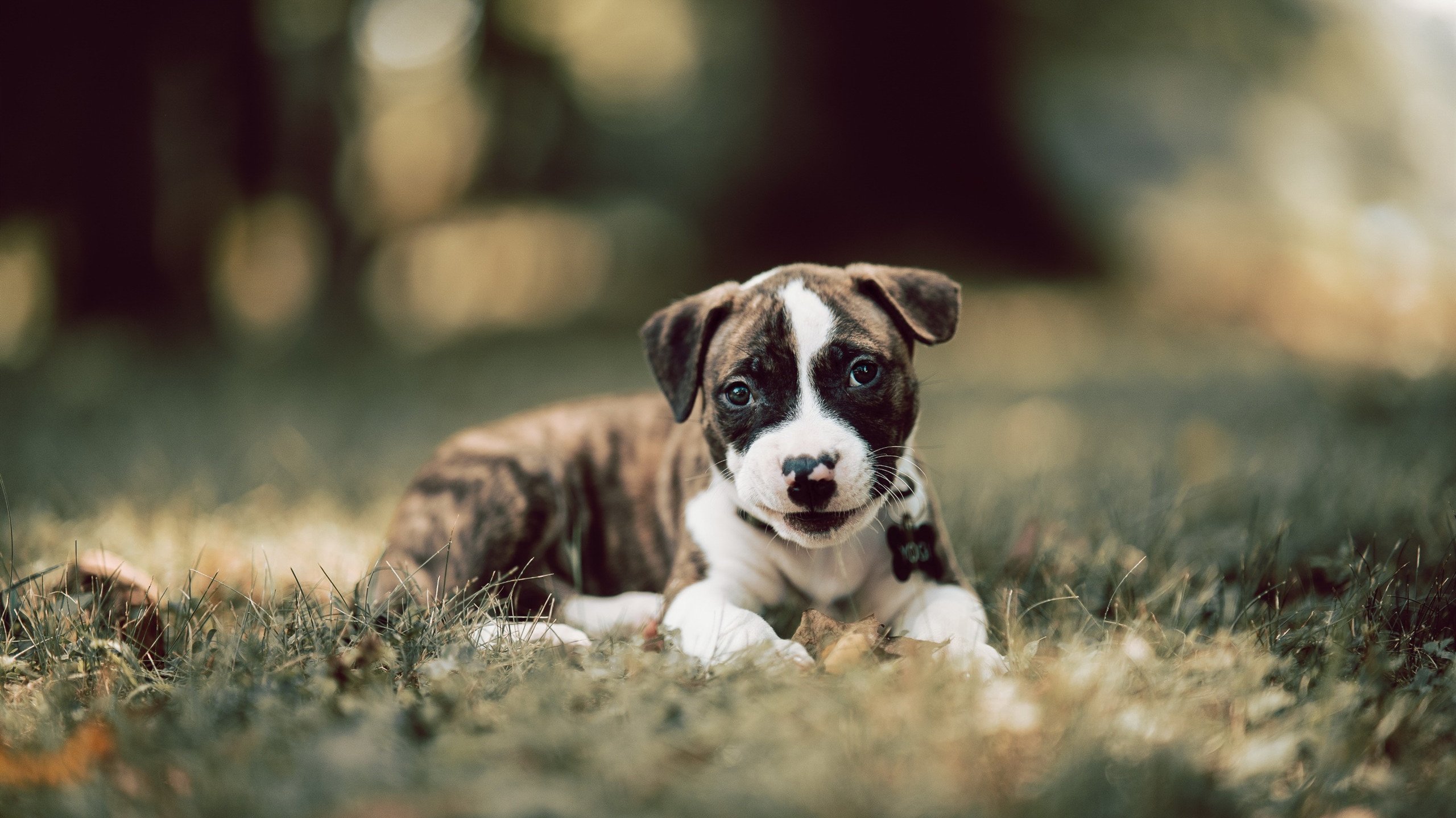 掘金核心举办“宠物慈善赛”,萌宠与篮球同台