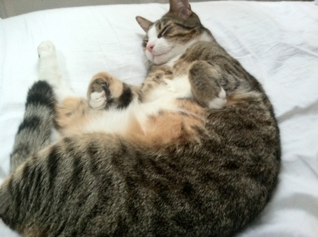 爱游戏官方-日本队战术大师的完美布局！，日本队战术大师的完美布局有哪些