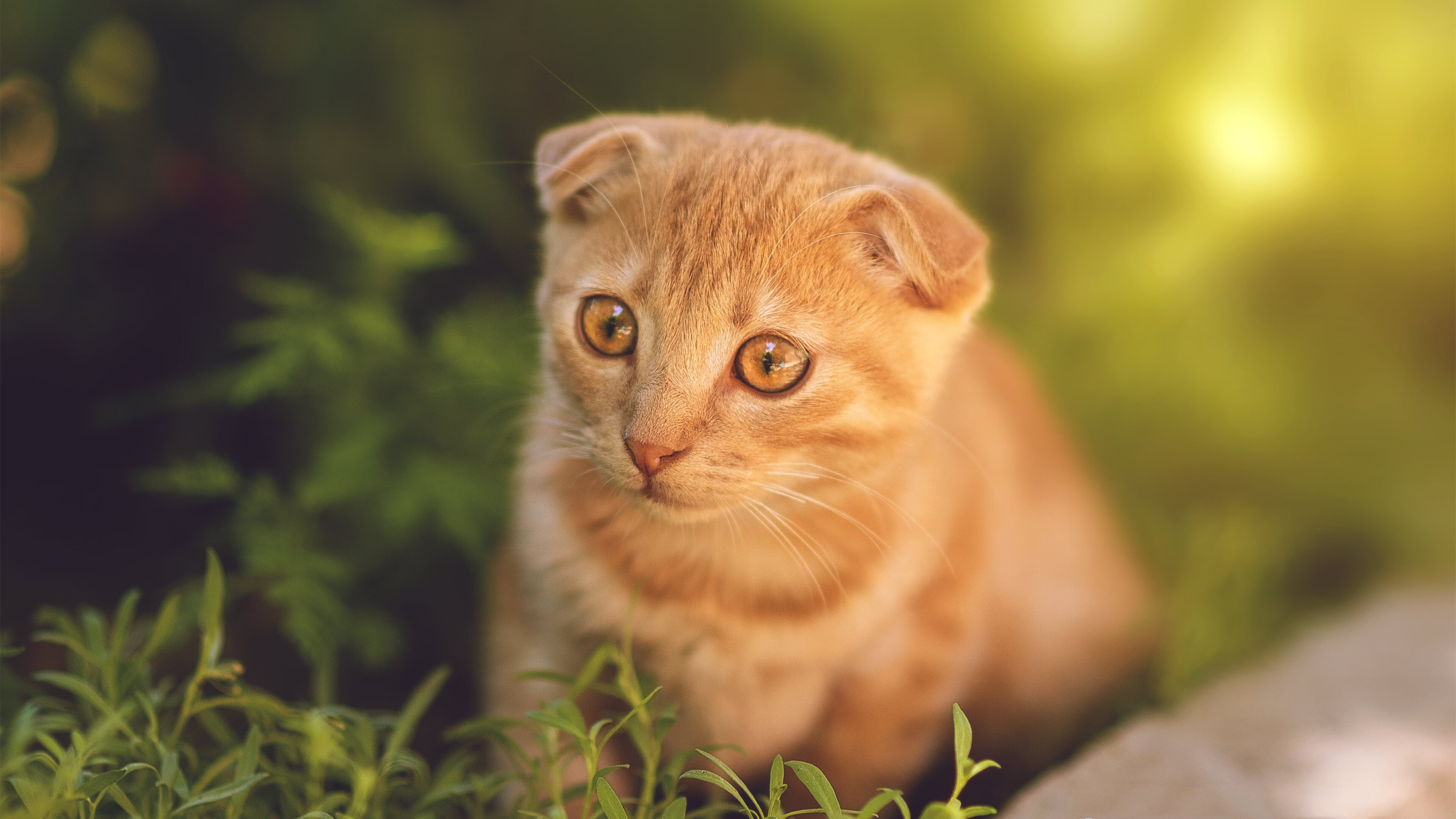 爱游戏体育（AYX）官方APP下载-篮球运动心理健康教育体系建设，篮球心理素质训练