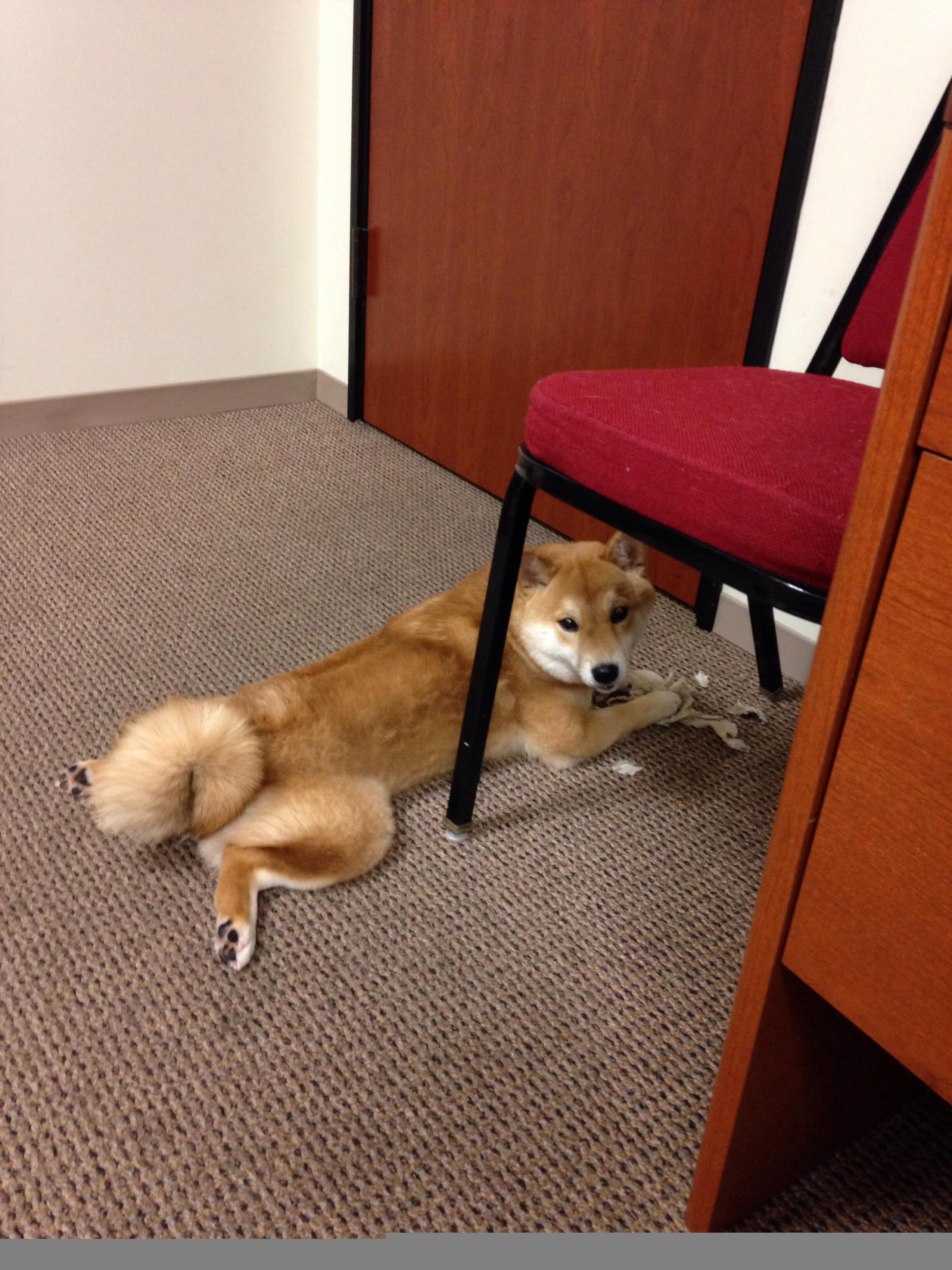 维尼修斯火线反击,皇马内线火力渐次爆发,皇马妮维雅