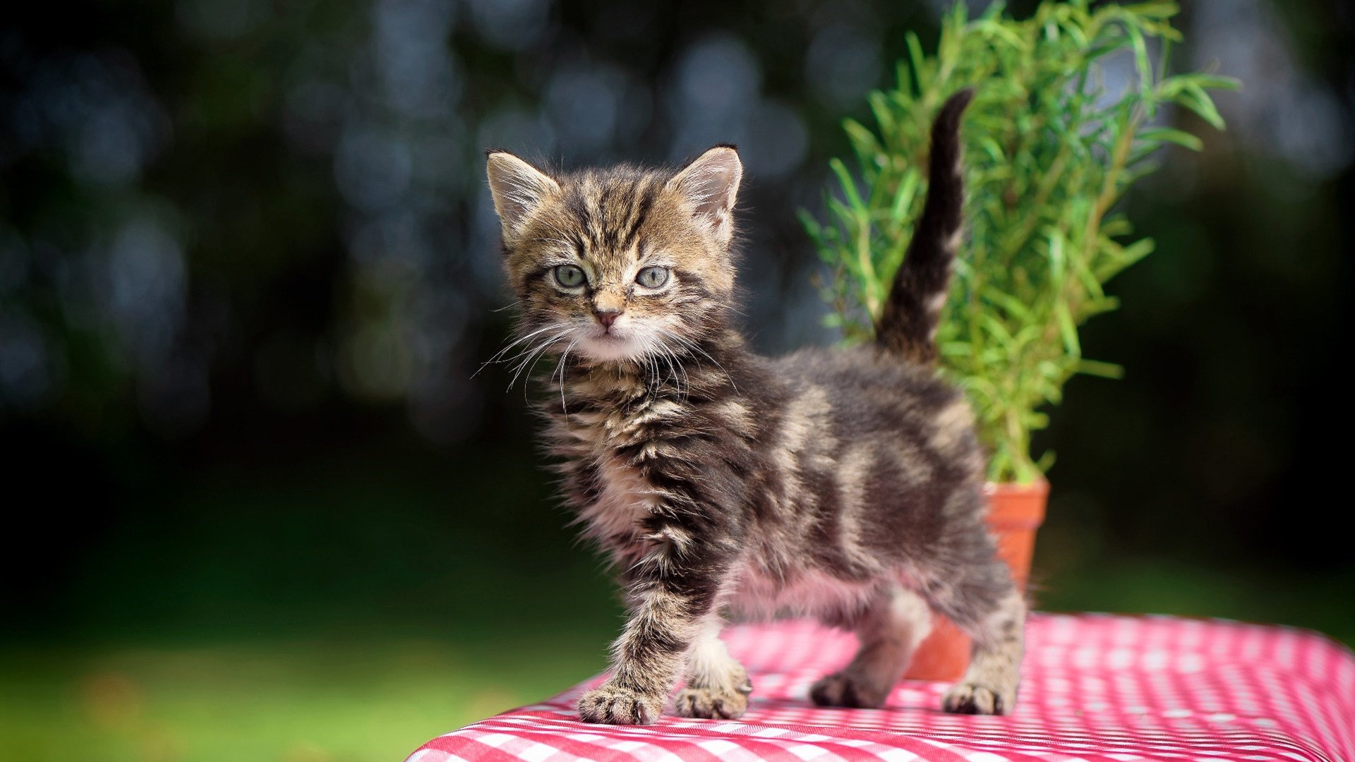 TES入选电子竞技行业标准化推进示范战队,电子竞技特招