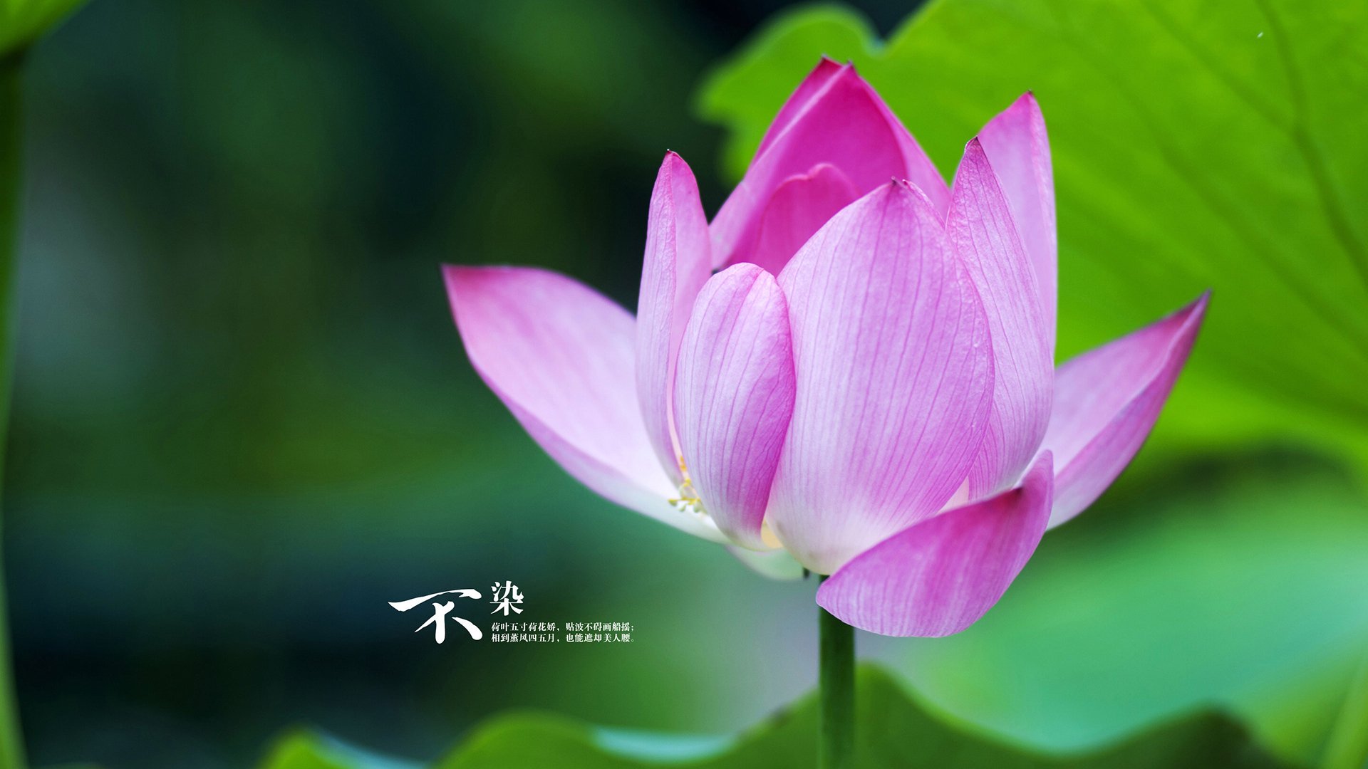 爱游戏登录入口-南特队主场平局，球队实力有待提升，南特队主帅