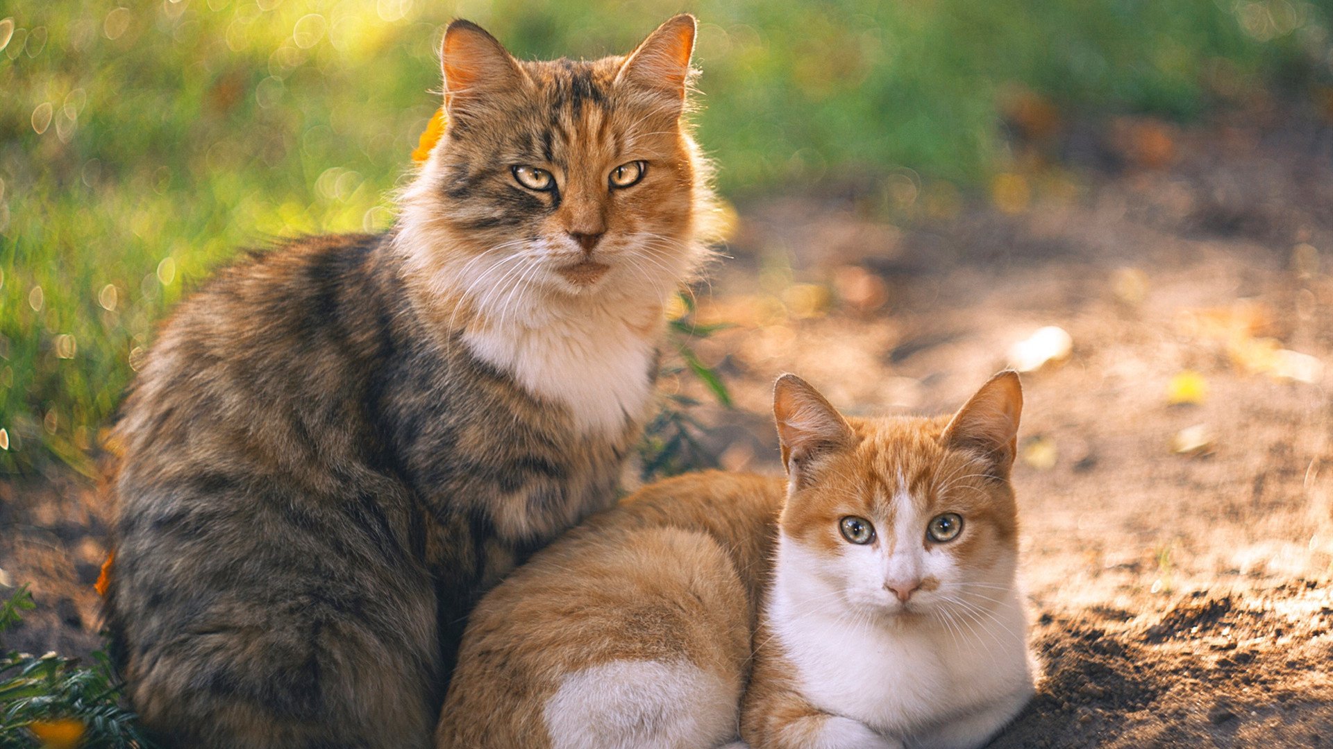 基恩驾临佛罗伦萨,率队轻取帕尔马,基恩·弗朗索瓦