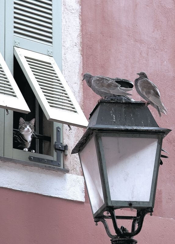 爱游戏平台-大象队高效盖帽，成功封锁对手进攻，大象对手什么