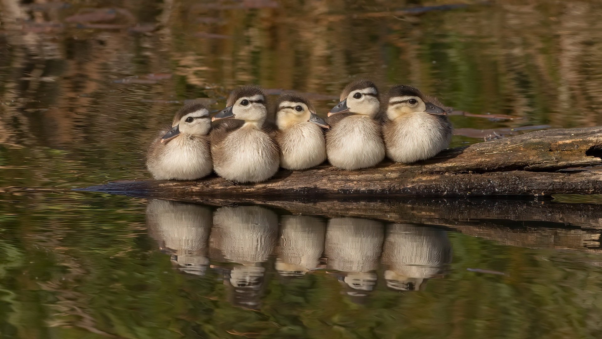 爱游戏体育（AYX）官方APP下载-天津泰达攻入致胜一球，成功逆转战局，天津泰达进球集锦解说版