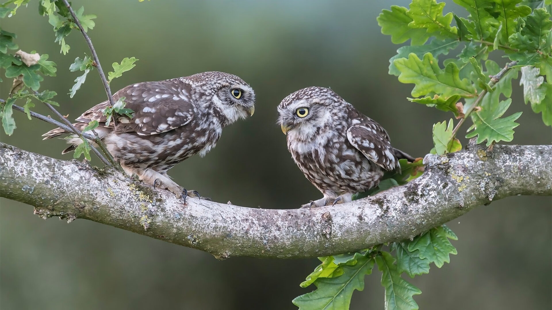 狼队遭遇尴尬连败,保级形势日益危急,狼队怎么样