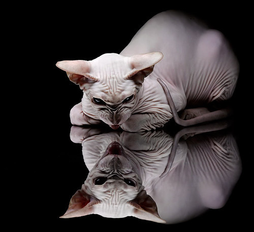 爱游戏体育APP下载-荷兰队士气低迷，备战世界杯预选赛蒙阴影，荷兰足球队世预赛