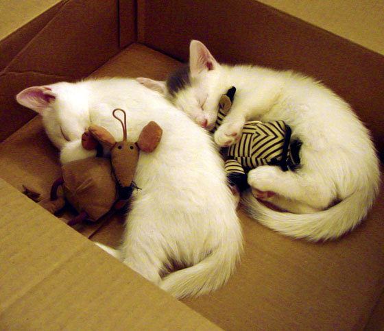 AYX GAME-队伍实力均衡，胜负难分令人期待，队伍获胜