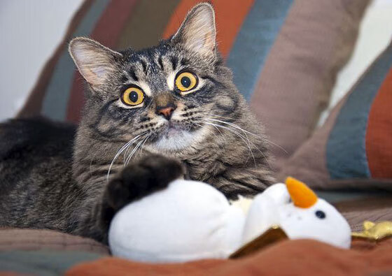 雷霆险胜步行者,关键一役中亚历山大罚球绝杀,亚历山大33分雷霆险胜公牛