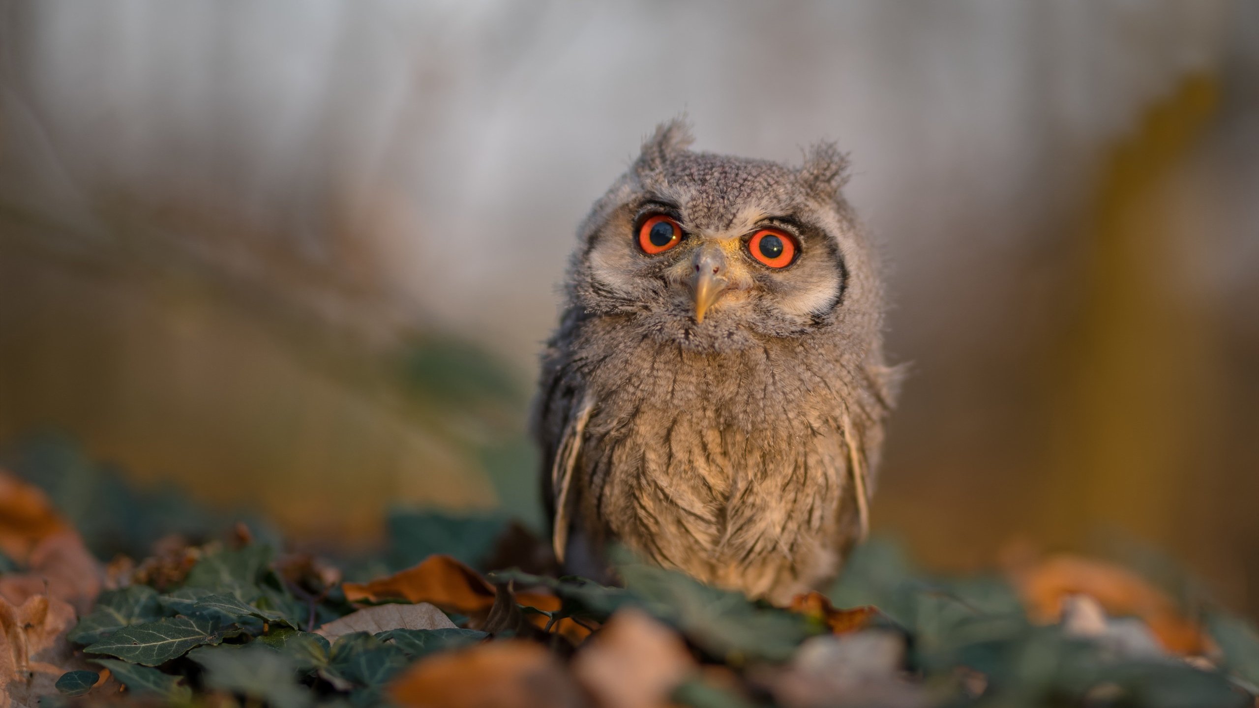 顶级新秀签下重磅合同,打破转会记录,顶级新秀签下重磅合同,打破转会记录