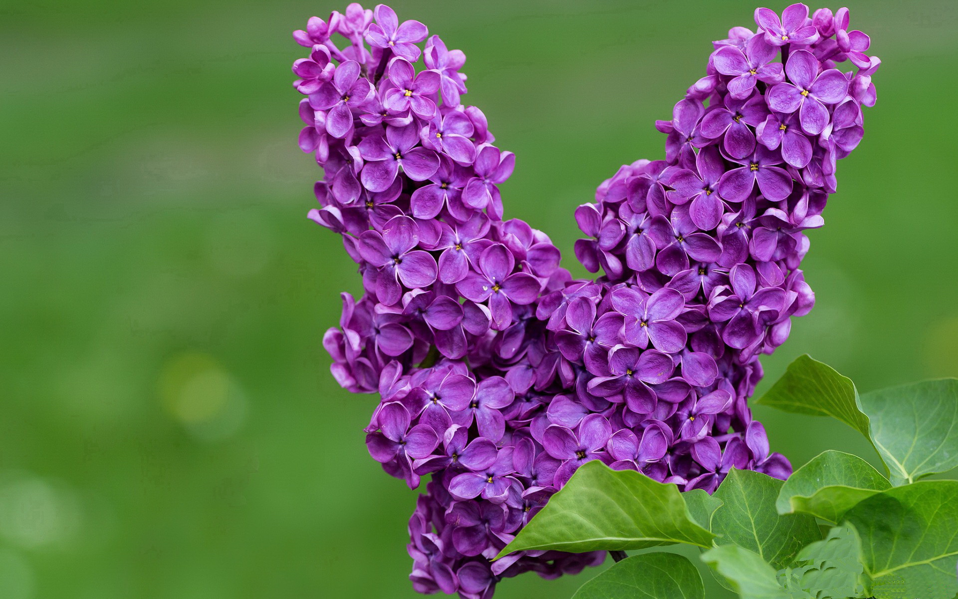 爱游戏综合娱乐-女子100自赛澳洲选手包揽前列，澳洲百米记录
