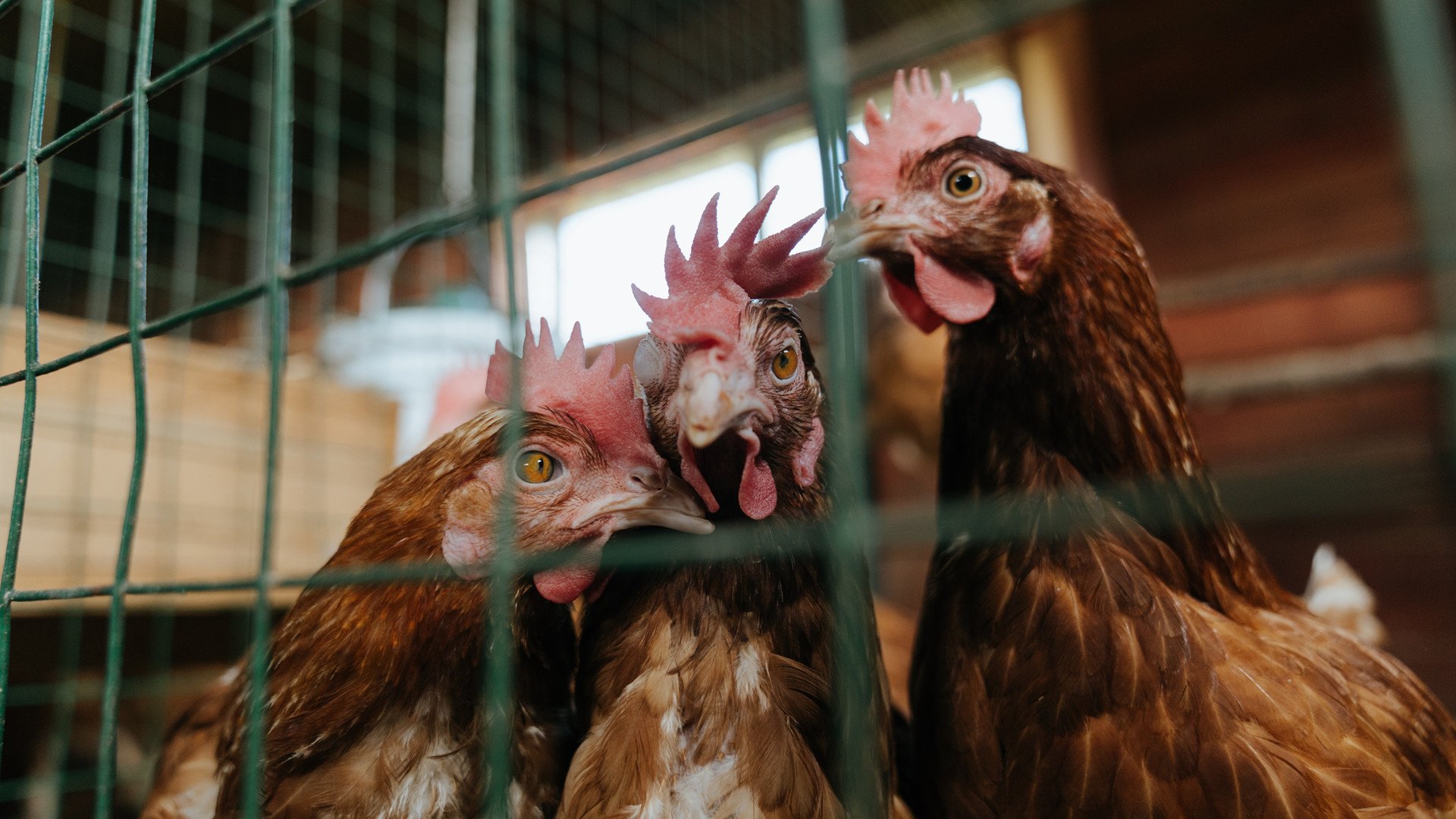 塔图姆打破得分荒连续三场三十分以上，塔图姆总得分