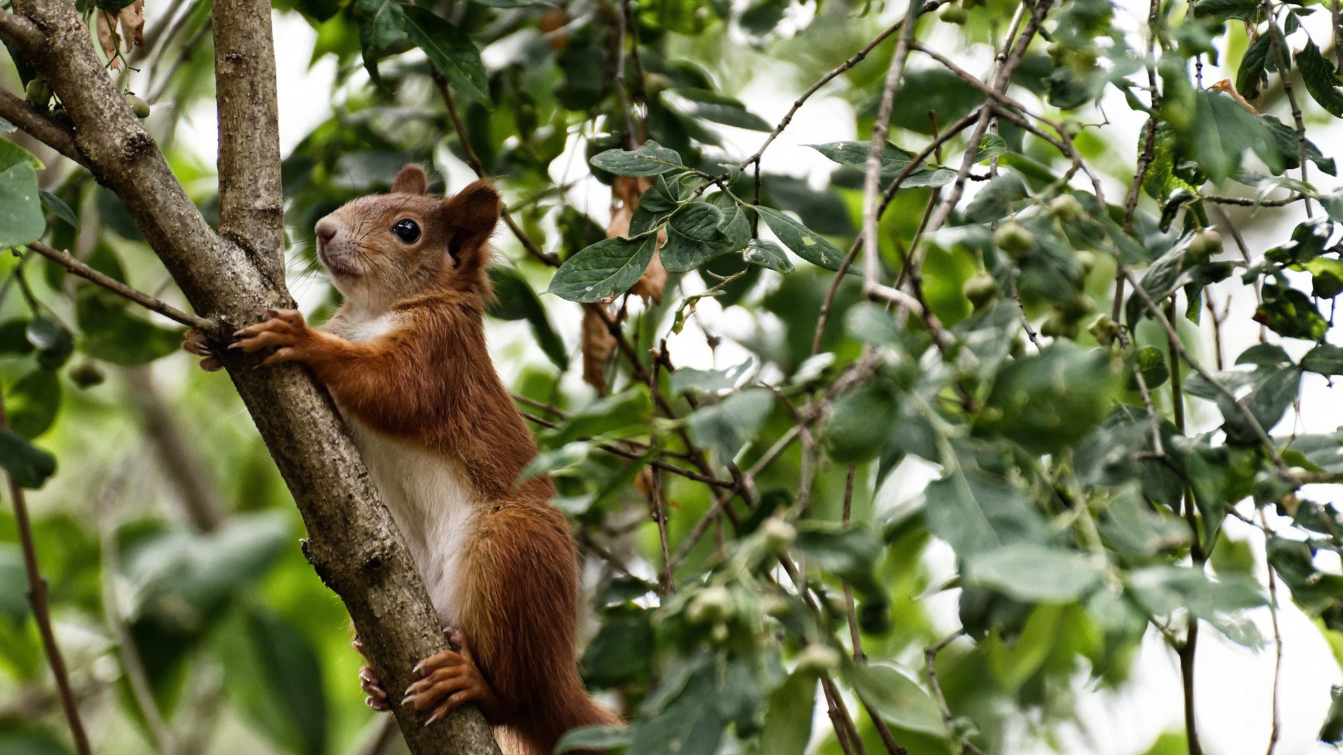 太阳射手状态火热赛前命中率高达九成,2021年太阳射手