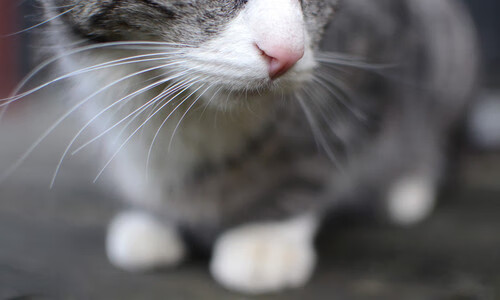 爱游戏官方网站-战绩点开多项目均衡发展态势明显