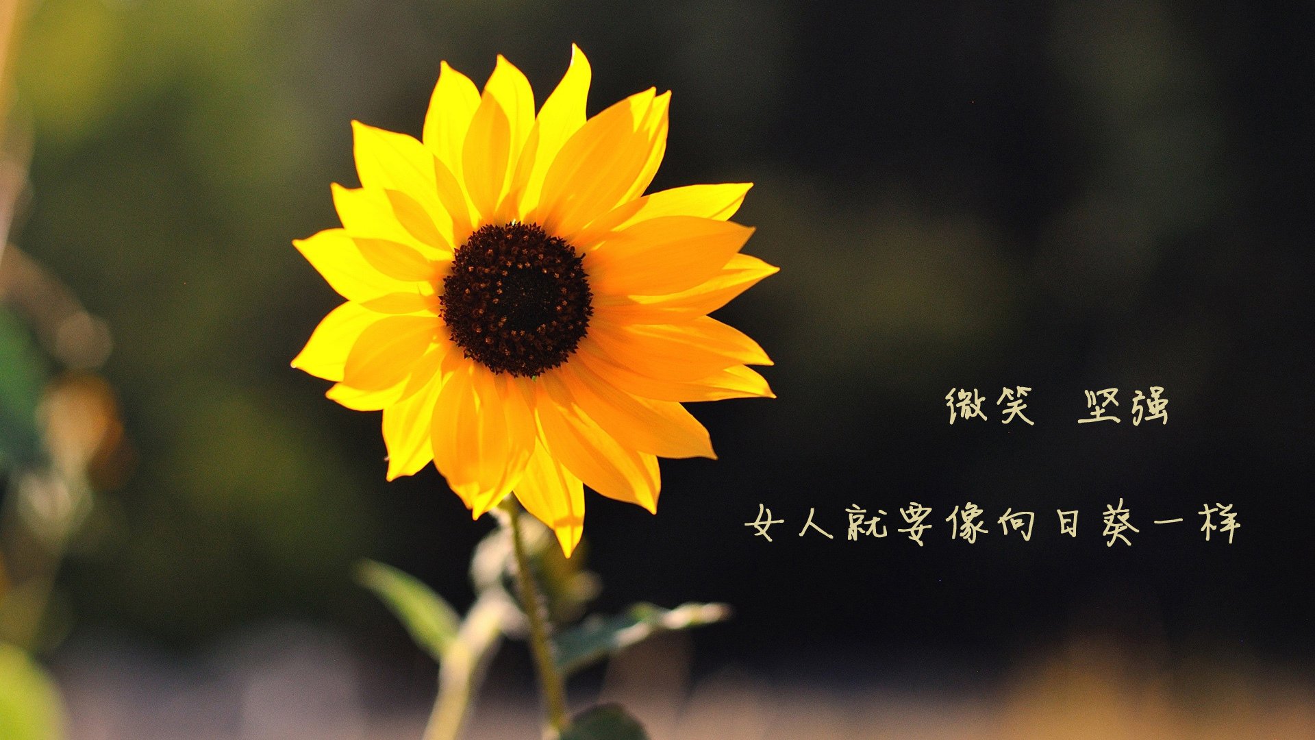 科技赋能打造未来足球场馆,绿色智能系统全面升级,足球智能云科技