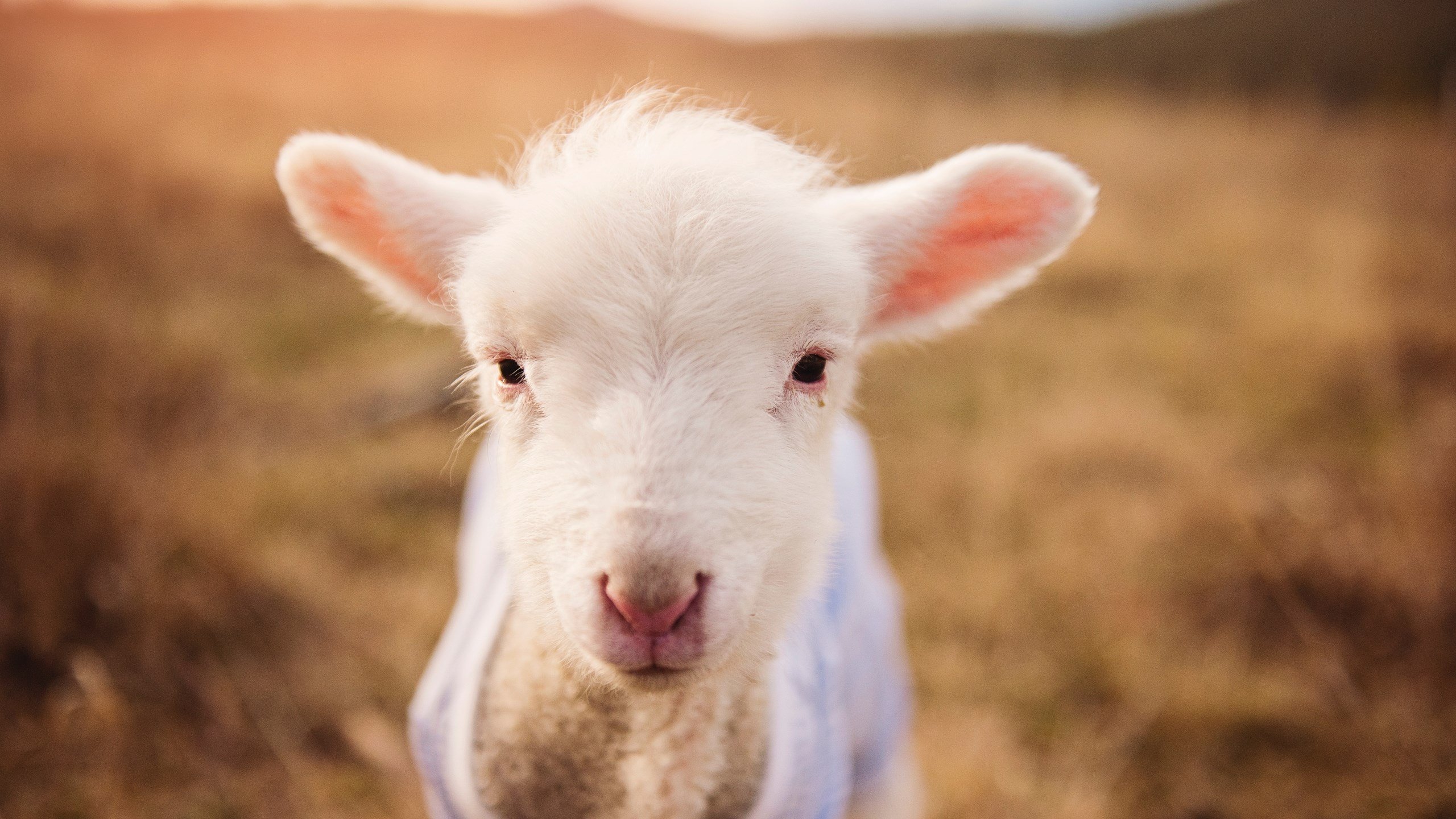 美洲杯逆境中崛起的英雄：闪耀全场的瞬间，美洲杯冠军来群里看看